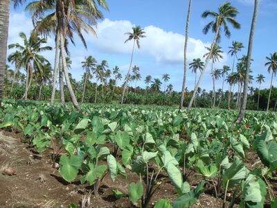 Tapioca_plants.jpg