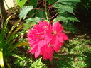 Flower_at_Nanisi_lodge.jpg