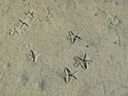 Starfish_tracks.jpg