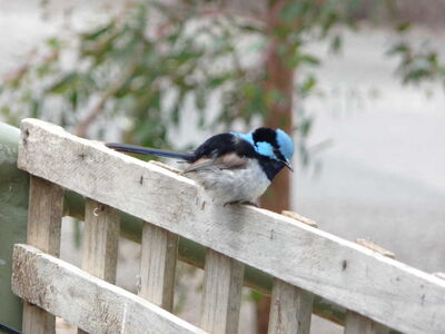 Bird_at_Hanging_Rock.JPG