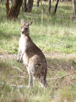 Kangaroo_at_the_resort.JPG