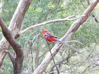 Parrot_in_the_bush.JPG