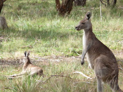 Resort_kangaroo.JPG