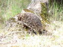 An_echidna_at_Kyneton_resort.JPG