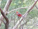 Parrot_in_the_bush.JPG