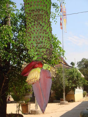 AngkorWat_048.jpg