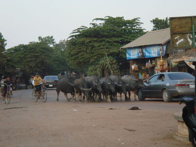 TonleSap_065.jpg