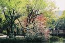 Hangzhou_lake_island_blossom.jpg