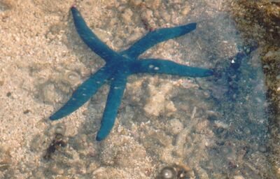 Blue_starfish.JPG