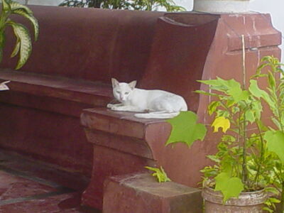 A_cat_in_Goa.jpg