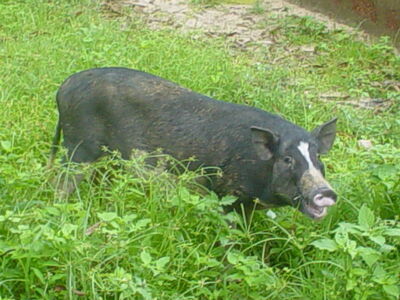 A_pig_in_a_field.jpg