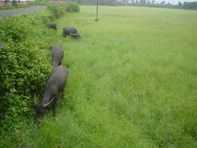 Buffalo_in_Goa.jpg